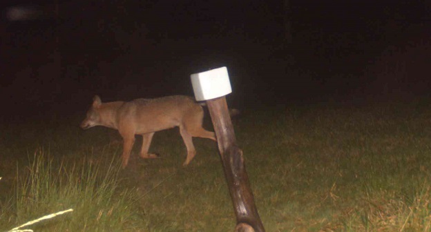 Le loup de retour en Wallonie depuis 2016 !