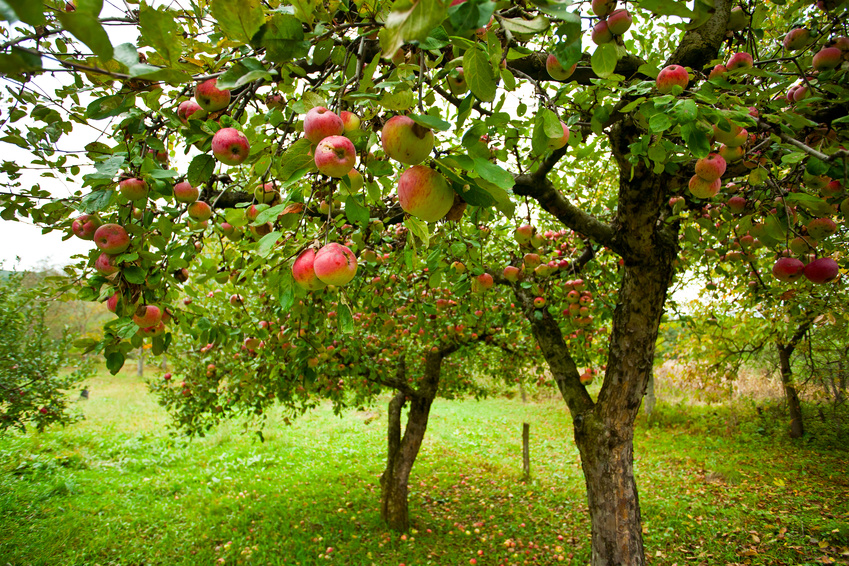 Taille douce des arbres fruitiers (Atelier) à Marbehan