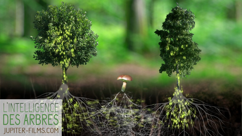 L’intelligence des arbres, un film fascinant et inédit sur la forêt à Anlier