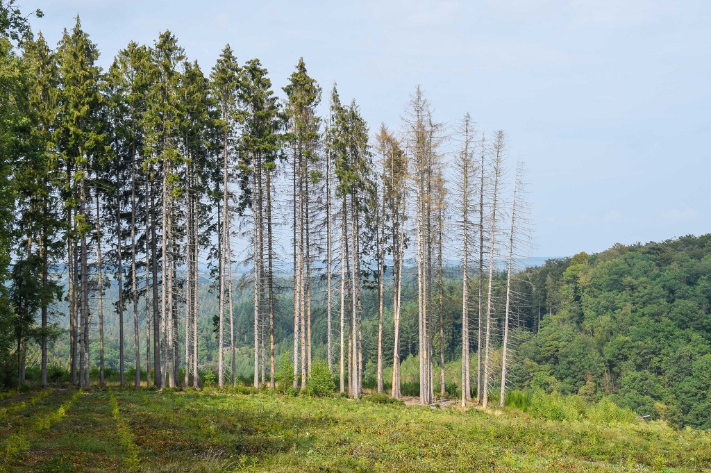 La Province de Luxembourg s’engage pour une forêt 