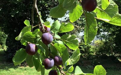 Retour au terroir à Chiny