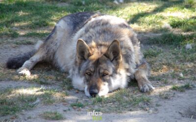 Des loups dans la région de Durbuy