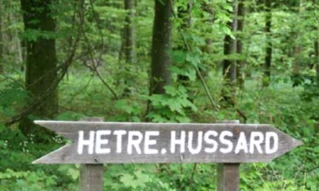 Le Hêtre du Hussard, en province de Luxembourg