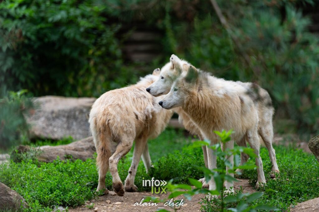 Amnéville > Zoo > Photos > Loups