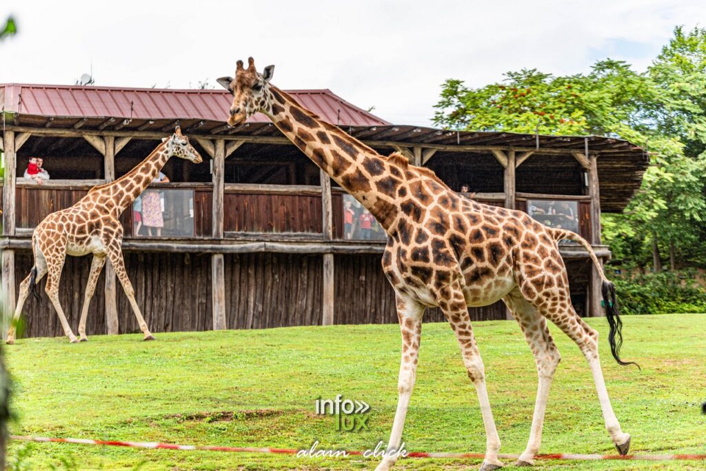 Amnéville > Zoo > Photos > Girarefs