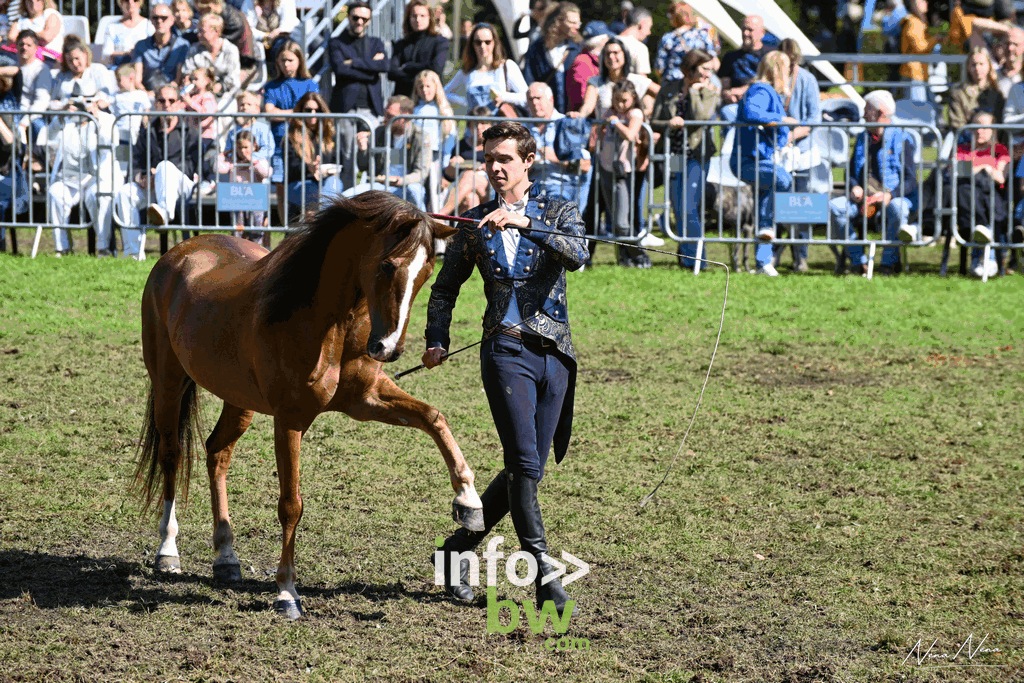 Les journées du cheval à Braine-l’Alleud : un week-end de passion équestre sous un soleil radieux! Retrouvez les photos!