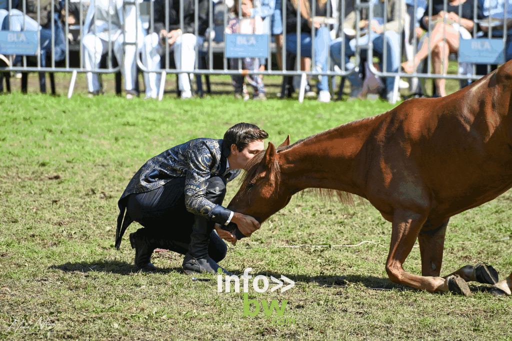 Les journées du cheval à Braine-l’Alleud : un week-end de passion équestre sous un soleil radieux! Retrouvez les photos!