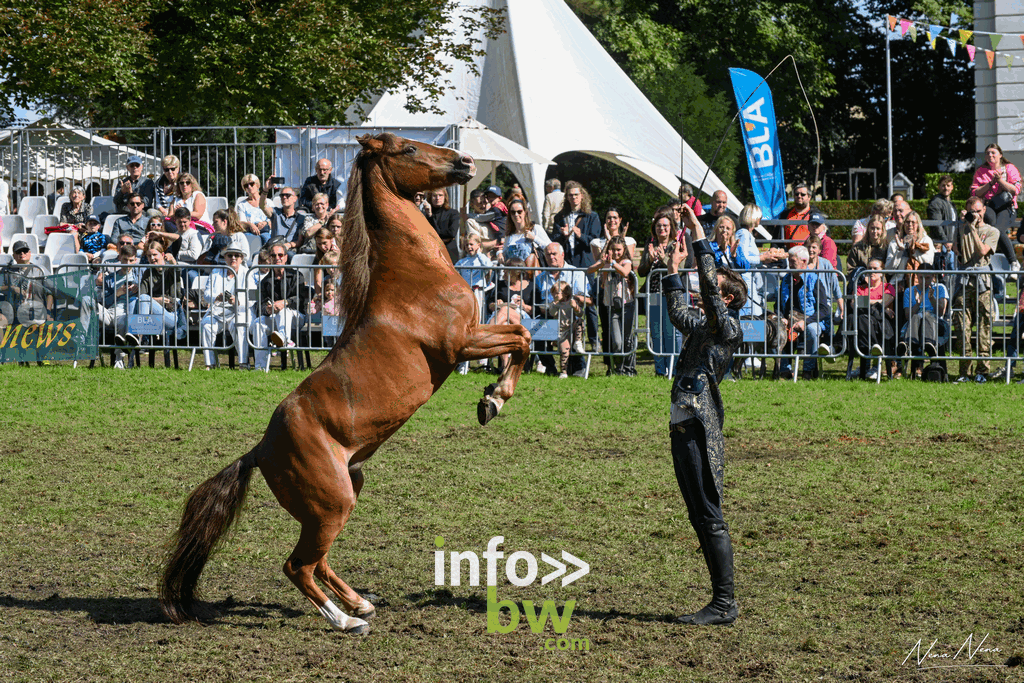 Les journées du cheval à Braine-l’Alleud : un week-end de passion équestre sous un soleil radieux! Retrouvez les photos!