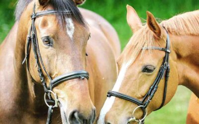 Braine-l’Alleud > Journées du Cheval