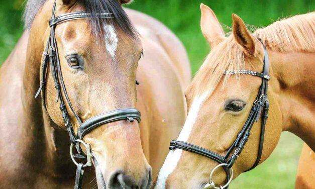 Braine-l’Alleud > Journées du Cheval