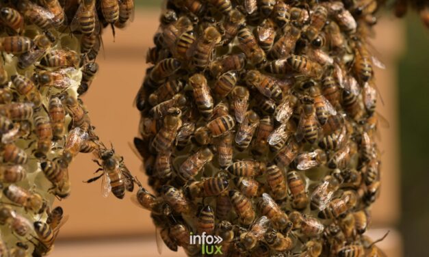 Les abeilles à votre service