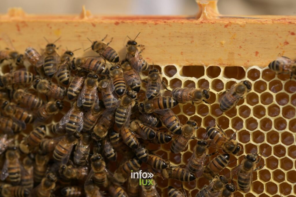 Les abeilles à votre service