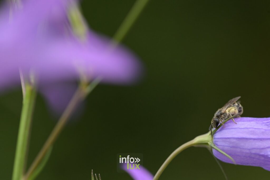 Les abeilles à votre service